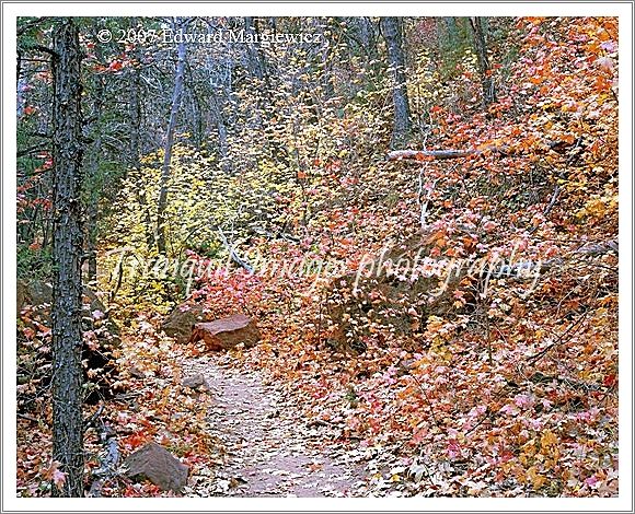 450490A   A mixture of colorful foliage in the dense forested section of the Kolob canyons of Zion N.P.